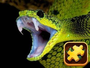 Snake Puzzle Challenge Online Game